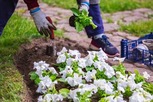 Gardener works in a botanical garden of the city of Minsk, Belarus. Spring in Minsk. Blooming lilacs and chestnuts. Walk in the city.