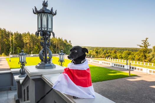 Dog wears national traditional flag at restored Kosava Palace Puslovsky castle in Kosava, Belarus.