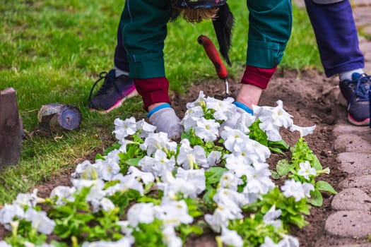 Gardener works in a botanical garden of the city of Minsk, Belarus. Spring in Minsk. Blooming lilacs and chestnuts. Walk in the city.
