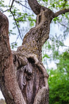 Old tree at the botanical garden of the city of Minsk, Belarus. Spring in Minsk. Blooming lilacs and chestnuts. Walk in the city.