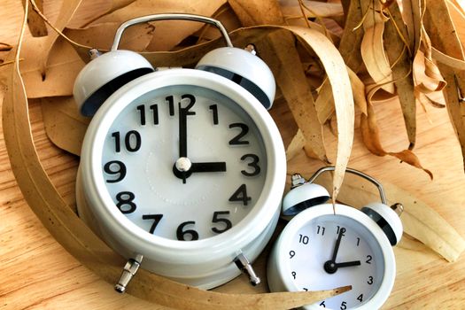 White Clocks on dry eucalyptus leaves marking winter time change in autumn