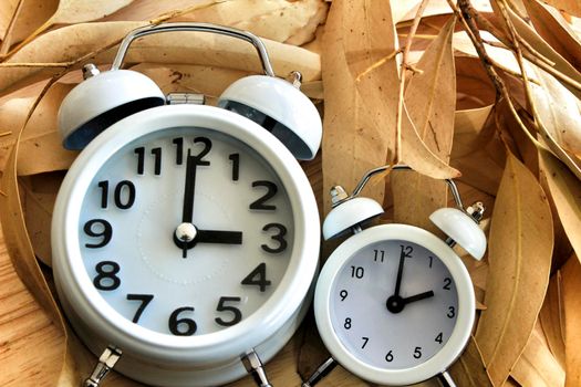 White Clocks on dry eucalyptus leaves marking winter time change in autumn