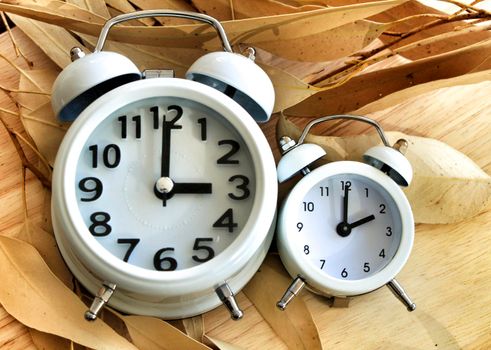 White Clocks on dry eucalyptus leaves marking winter time change in autumn