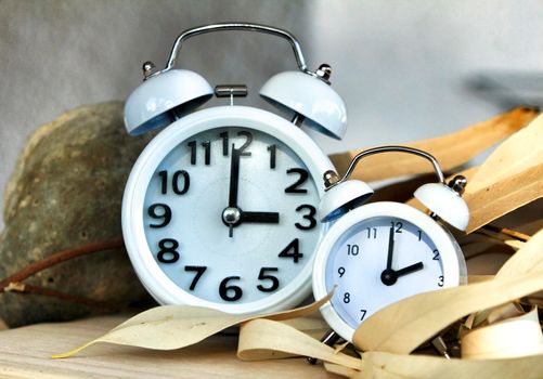 White Clocks on dry eucalyptus leaves marking winter time change in autumn