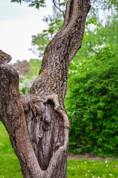 Old tree at the botanical garden of the city of Minsk, Belarus. Spring in Minsk. Blooming lilacs and chestnuts. Walk in the city.