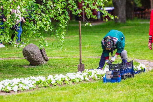 Gardener works in a botanical garden of the city of Minsk, Belarus. Spring in Minsk. Blooming lilacs and chestnuts. Walk in the city.