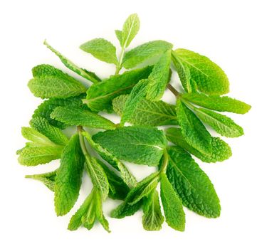 Fresh mint leaves on the white background.