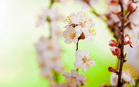 Blooming apricot branch in the spring garden