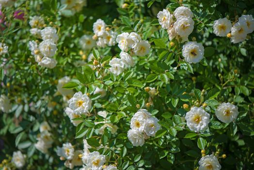 Beautiful climbing roses in spring in the garden.