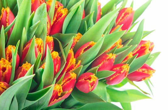 large bouquet of red tulips on a white background