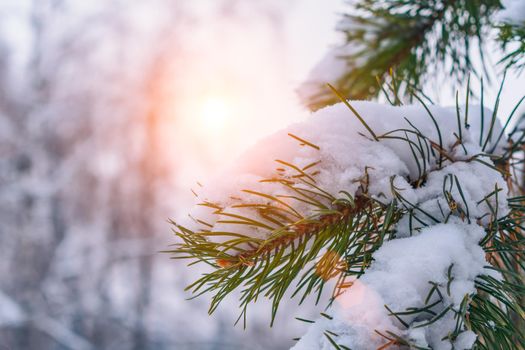 Snow-covered pine branches in the rays of the morning winter sun close-up