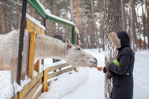 A woman feeds a horse in the zoo in winter. The horse has poked its head through the fence and is eating