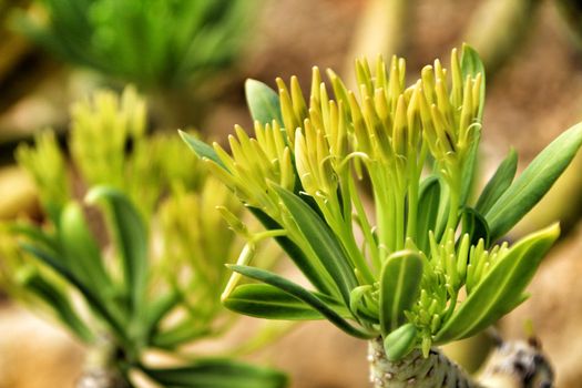 Beautiful Senecio Anteuphorbium flowers in the garden in Autumn