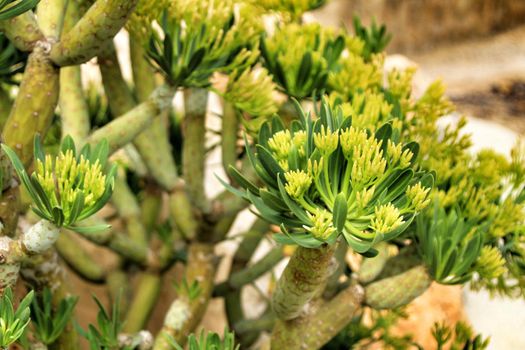 Beautiful Senecio Anteuphorbium flowers in the garden in Autumn