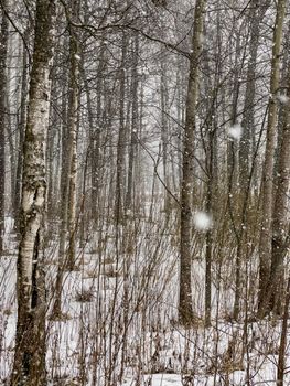 A heavy snow goes in the wood, Large flakes of snow, wild park, winter trees, the massif from a trunk of trees, trunks of birch. Forest abstract background, nobody. High 4k quality image