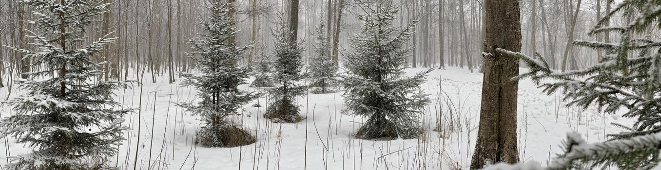 Panoramic image of small fir trees stand in snow-covered park in cloudy weather, needles of a fir tree of green color, The wood without leaves, Black trunks of trees. High quality photo