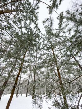 Small fir-trees stand in snow-covered park in cloudy weather, the bottom view, a look up, needles of a fir-tree of green color. High quality photo