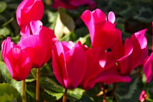 Colorful pink cyclamen flower in the garden