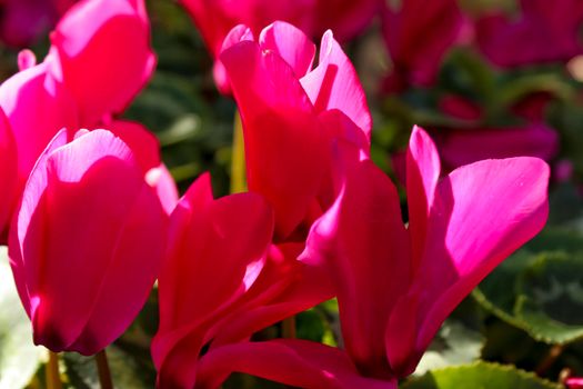 Colorful pink cyclamen flower in the garden