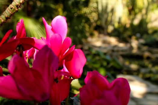 Colorful pink cyclamen flower in the garden