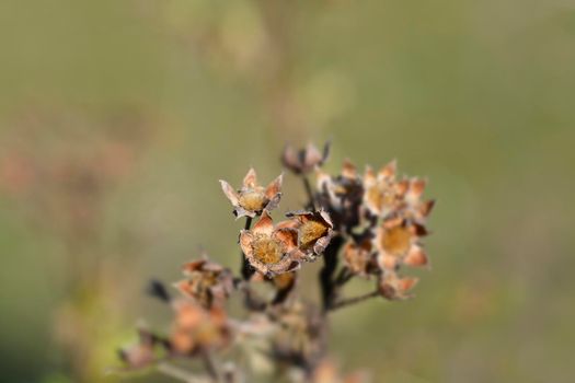 Shrubby Cinquefoil dry branch - Latin name - Potentilla fruticosa