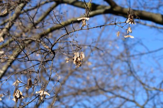 Field maple bare branch with dry seed - Latin name - Acer campestre