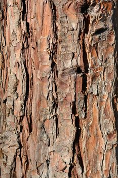False cypress bark detail - Latin name - Chamaecyparis lawsoniana