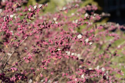 Coralberry branch with berries - Latin name - Symphoricarpos orbiculatus