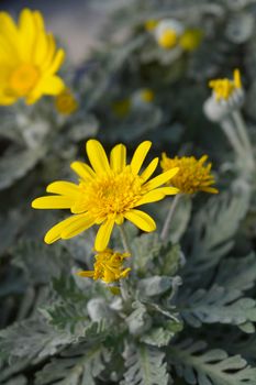 Gray-leaf eurypos Silver Star flower - Latin name - Euryops pectinatus Silver Star