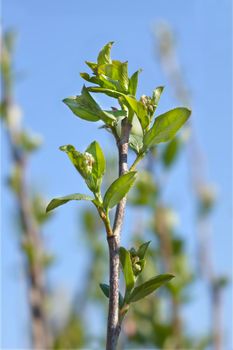 Black chokeberry branch - Latin name - Aronia melanocarpa