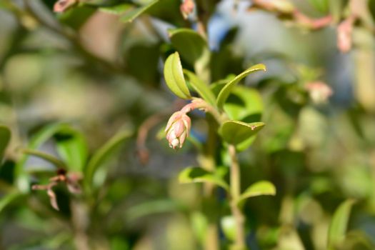 Lingonberry Fireballs - Latin name - Vaccinium vitis-idaea Fireballs