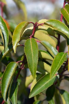 Portuguese Laurel Cherry leaves - Latin name - Prunus lusitanica Angustifolia