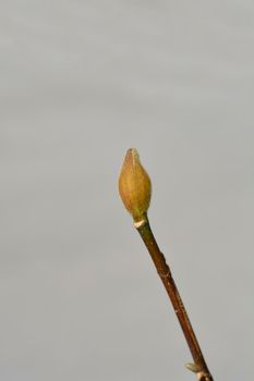 Magnolia Genie flower bud - Latin name - Magnolia Genie