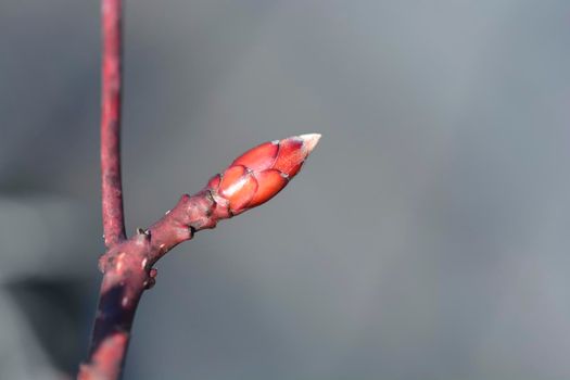 Wedding cake tree branch with bud - Latin name - Cornus controversa Variegata