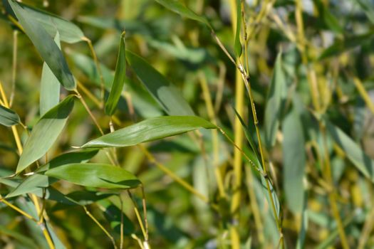 Bissets bamboo leaves - Latin name - Phyllostachys bissetii