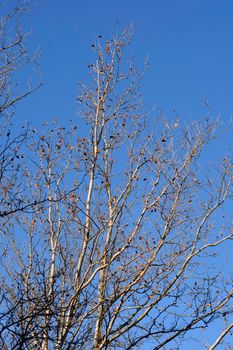 London plane bare branches with seeds against blue sky - Latin name - Platanus x hispanica (Platanus x acerifolia)