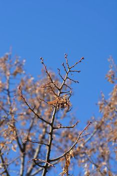 Caucasian lime bare branches with seeds - Latin name - Tilia x euchlora
