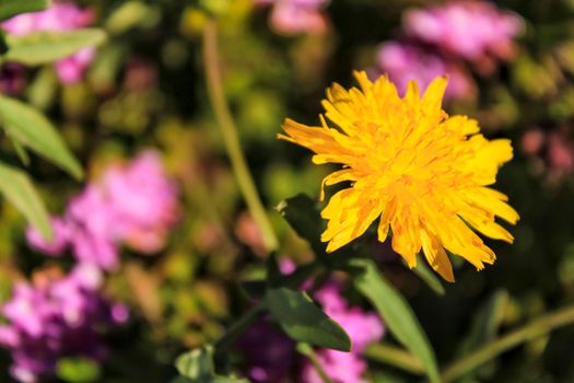 Beautiful and colorful Taraxacum Officinale flower in Spring