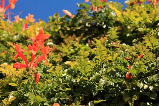 Beautiful and colorful orange Bignonia Capensis flowers in the garden under blue sky