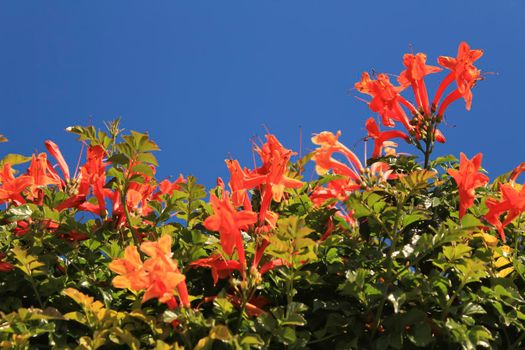 Beautiful and colorful orange Bignonia Capensis flowers in the garden under blue sky