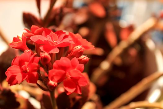 Beautiful red kalanchoe daigremontiana flower in the garden