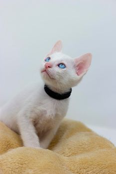 White kittens with blue eyes and black kittens khao manee playing with their siblings