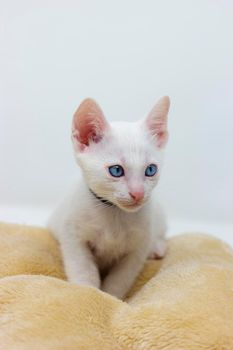 White kittens with blue eyes and black kittens khao manee playing with their siblings