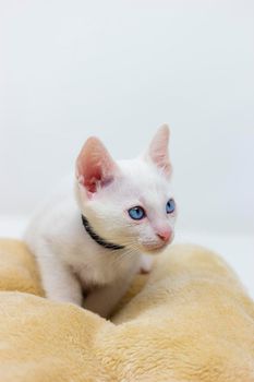 White kittens with blue eyes and black kittens khao manee playing with their siblings