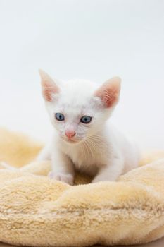 White kittens with blue eyes and black kittens khao manee playing with their siblings