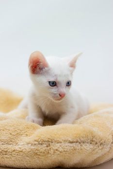 White kittens with blue eyes and black kittens khao manee playing with their siblings