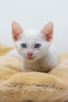 White kittens with blue eyes and black kittens khao manee playing with their siblings