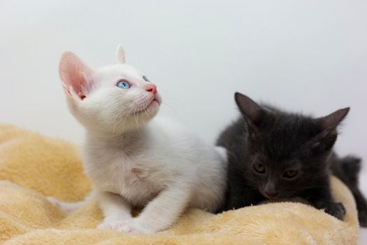 White kittens with blue eyes and black kittens khao manee playing with their siblings