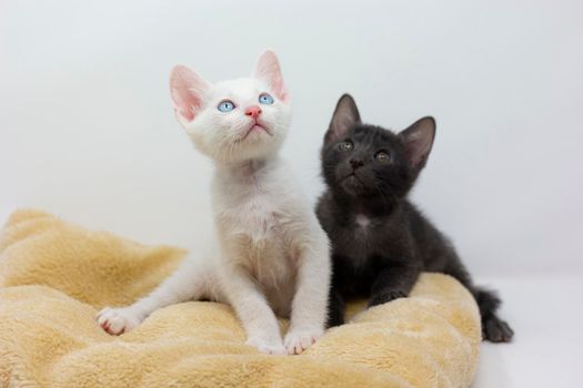 White kittens with blue eyes and black kittens khao manee playing with their siblings