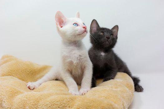 White kittens with blue eyes and black kittens khao manee playing with their siblings